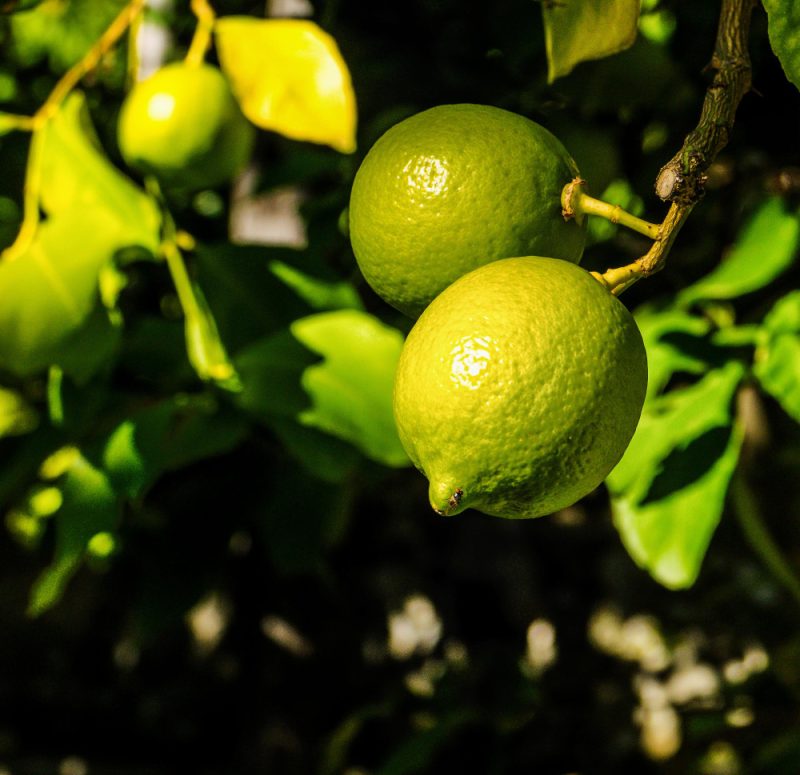 close-up-lemon-tree close-up-lemon-tree